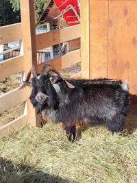 Buck goat pygmy cross