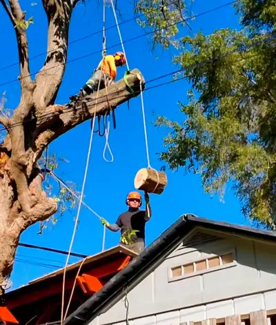 Servicing the GTA. Call 647 654-1884 Tree cutting, tree pruning and tree removal. Hedge trimming. Fr...