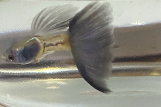 Blue metal snakeskin guppies in Fish for Rehoming in Ottawa - Image 4