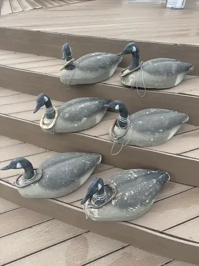 1950’s vintage working Canada Goose floater decoys. Herters factory weights attached 75$ ea or 300$...