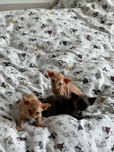 Certified Devon Rex Kittens for Sale, View more