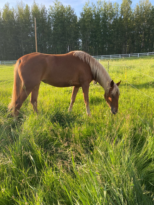 4 year old CRTWH Reg TWH Mare in Horses & Ponies for Rehoming in Edmonton