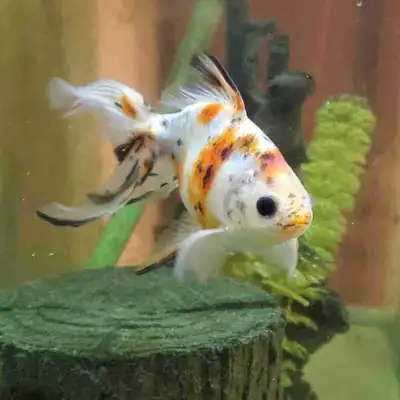 Free Goldfish, View more