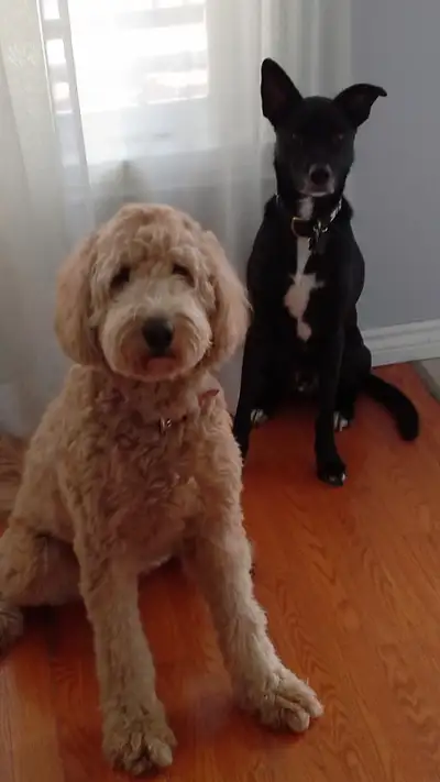 DOG BOARDING VAUDREUIL/ST LAZARE, View more