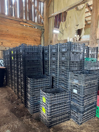 Plastic vegetable crates