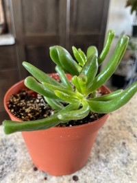 Gollum Jade succulent