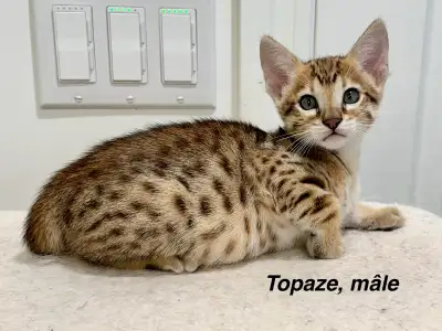 Superbes chatons savannahs, qualité +++++, View more