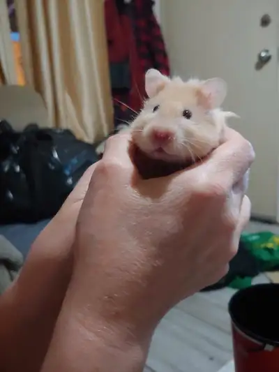 Baby hamster for sale, View more