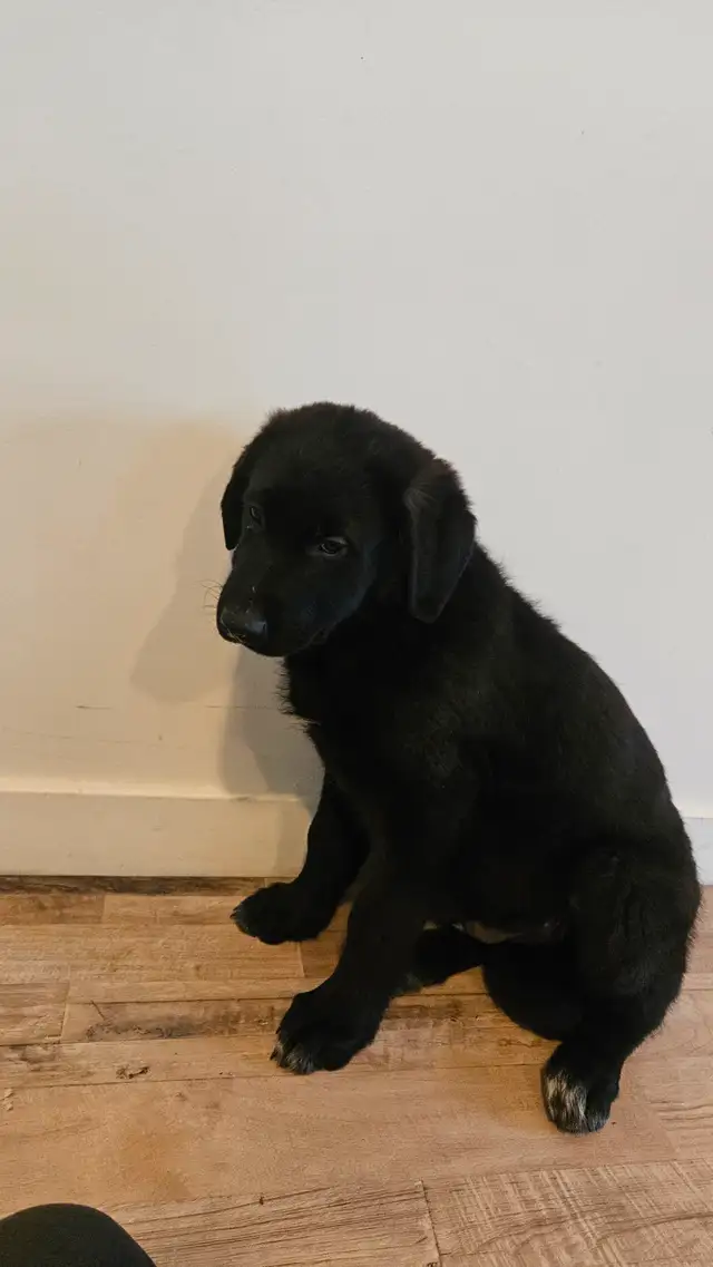 German sephard puppies for sale in Dogs & Puppies for Rehoming in Edmonton - Image 7