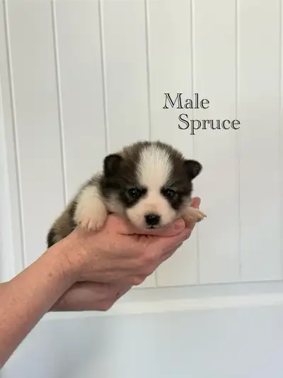 These miniature Pomskies were born April 3,2025 expected mature weight 10-12lbs They will come vet c...