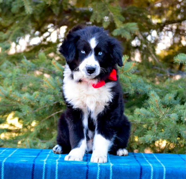 Bernese Aussie X Golden Retriever pups! in Dogs & Puppies for Rehoming in Edmonton - Image 2