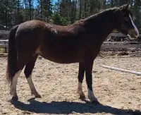 5 yr old welsh mare