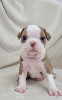Red boston terrier puppies *parents genetically tested