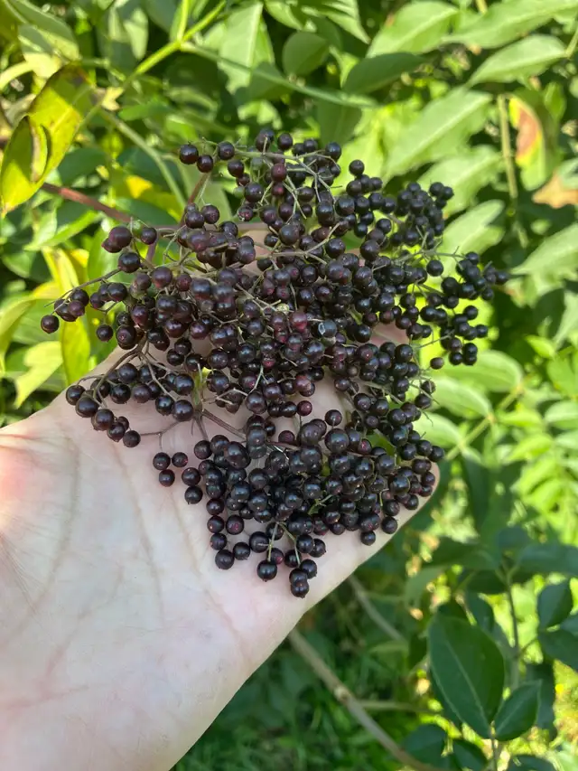 Fresh Elderberries, no spray, local,  ripe now!!63793682989699120