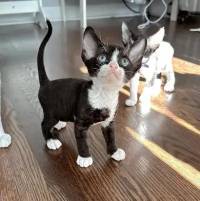 Devon Rex Kittens Looking for Loving Homes, View more