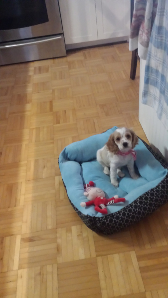 Épagneul anglais recherche famille dans Chiens et chiots à adopter  à Laval/Rive Nord - Image 2