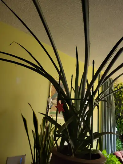 PINEAPPLE TOP GROWN TO 5 FT TALL, View more