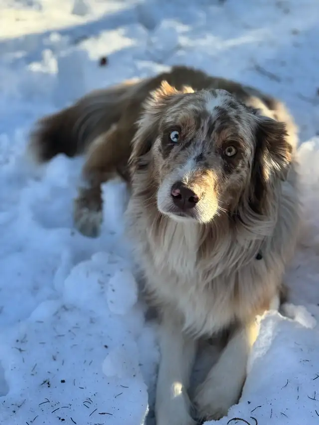 Purebred Australian Shepherd Puppies in Dogs & Puppies for Rehoming in St. Albert - Image 6
