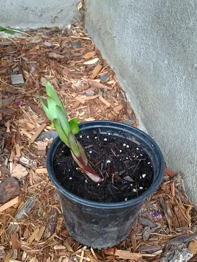 I have large Lillie's in pots and ready to be put into the ground. Selling larger pot that has 2 for...