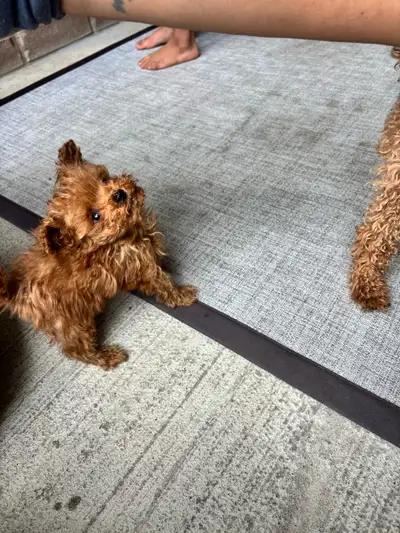 MICRO POODLE PUPPY!, View more