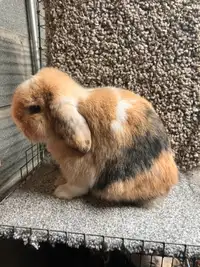 EXTRAORDINARY VIENNA-MARKED HARLEQUIN HOLLAND LOP MALE BUNNY