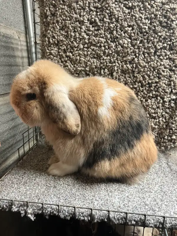EXTRAORDINARY VIENNA-MARKED HARLEQUIN HOLLAND LOP MALE BUNNY in Small Animals for Rehoming in City of Toronto - Image 2