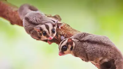 Looking for sugar gliders pair, View more