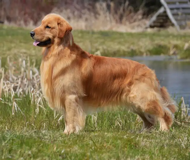 Chiot Golden Retriever prêts 19/07/25 CKC, OFA & ADN in Dogs & Puppies for Rehoming in Laval / North Shore - Image 11