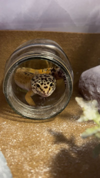 Leopard gecko and tank