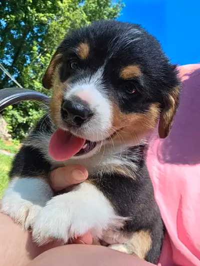 Chiots Corgi Pembrooke Welsh, View more