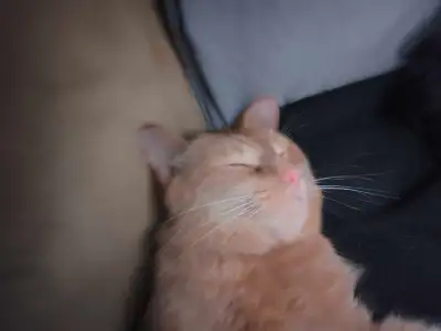 Cat in need of rehoming , View more