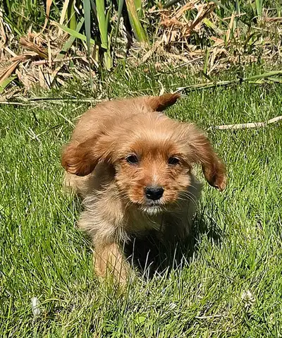 Cavipoo Puppies, searching for you !, View more