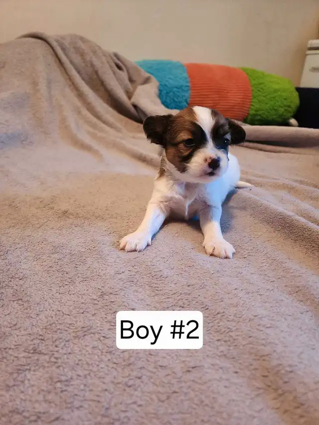 papillon puppies in Dogs & Puppies for Rehoming in Mississauga / Peel Region - Image 4