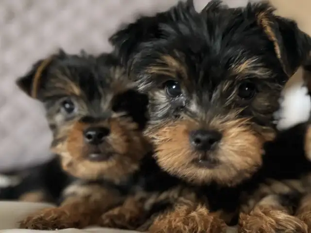 Yorkies puppies in Dogs & Puppies for Rehoming in Fredericton - Image 8