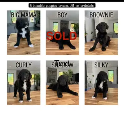 Beautiful Doodle / Labrador / Retriever Mix Puppies, View more