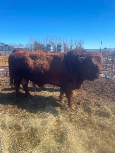 PUREBRED SIMMENTAL BULL, View more