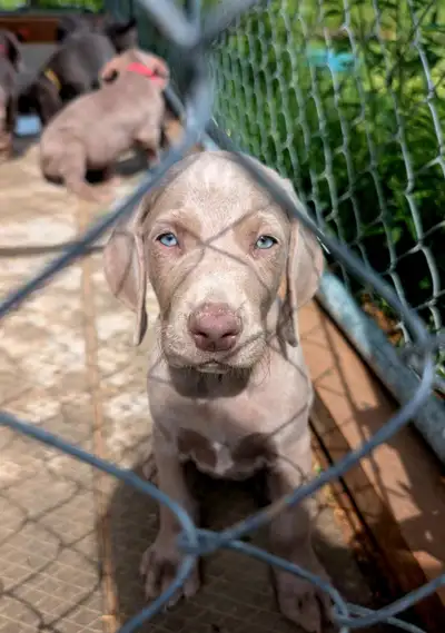 Amazing Wiemaraner pups for sale , ready as of July 23 , 2025, View more