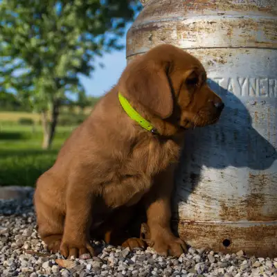 Adorable Red Fox Lab Puppies, View more