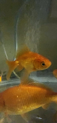 2 fancy tail Oranda goldfish