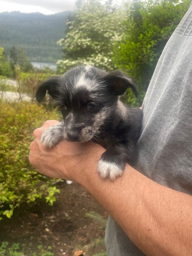 Super cute Chi -Weenie-Pom boy  in Dogs & Puppies for Rehoming in Cowichan Valley / Duncan - Image 3