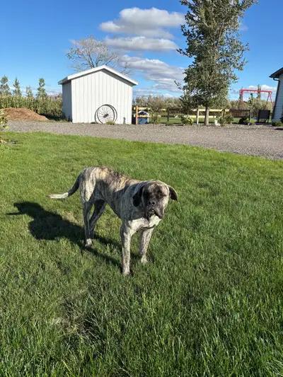 English mastiff, View more
