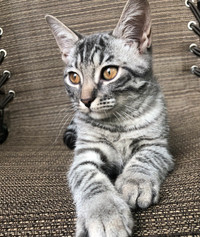 Adorable Male Kitten Unique Russian Blue Mix *read description* 