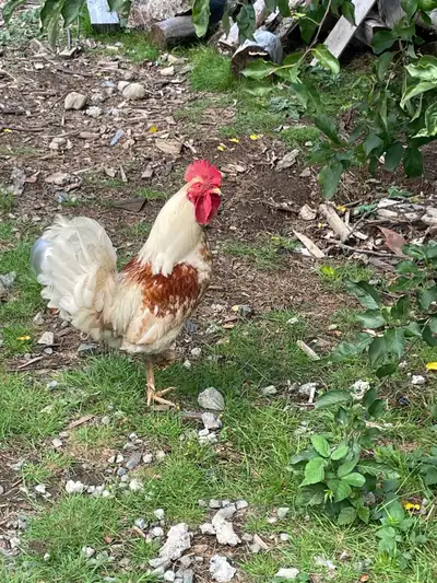 Two roosters Good temperament One year old