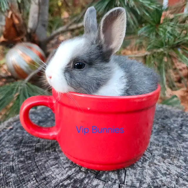 EXTRAORDINARY NETHERLAND DWARF, HOLLAND LOP,  ANGORA BUNNIES in Small Animals for Rehoming in Thunder Bay - Image 10