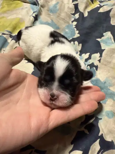 I have these two little sweethearts ready to be rehomed may 22 , born March 27. Pure bred female shi...
