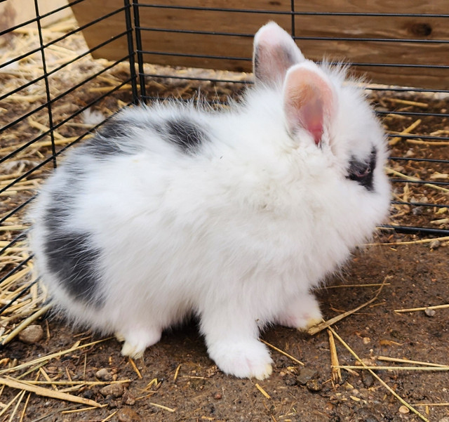 Lion head rabbits! in Small Animals for Rehoming in Swift Current - Image 4