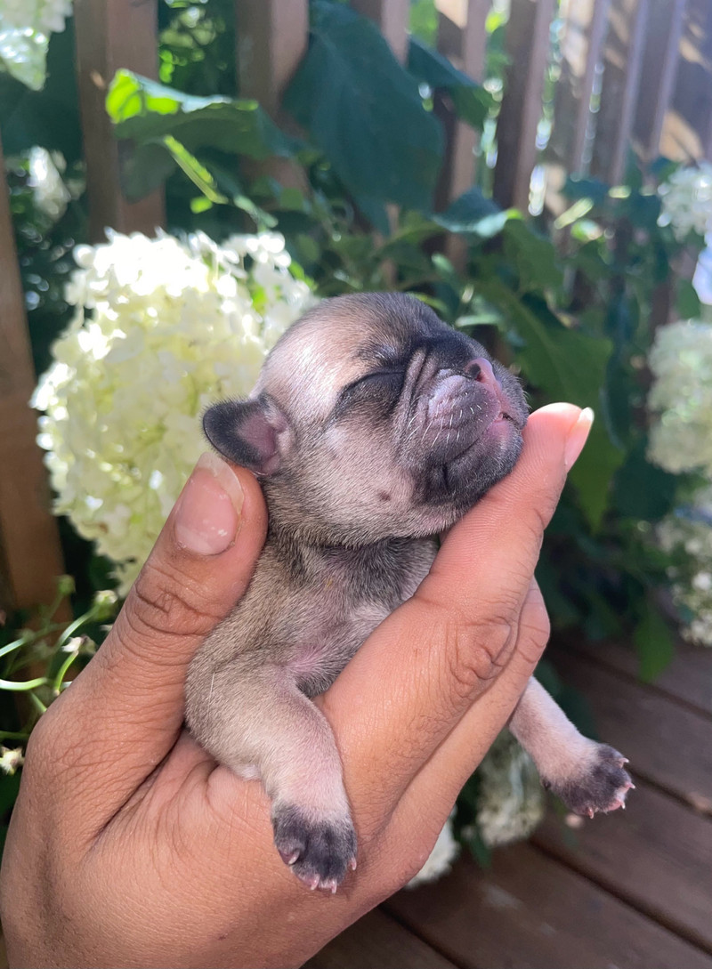 Frug Puppies! Dogs & Puppies for Rehoming City of Halifax Kijiji