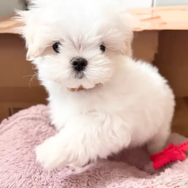 Maltese miniature amazing quality ,Bichon maltais ⭐️ in Dogs & Puppies for Rehoming in Laval / North Shore - Image 4