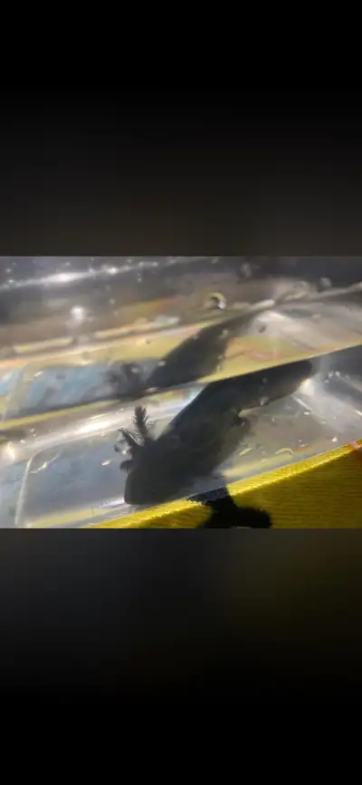 axolotls for adoption, View more