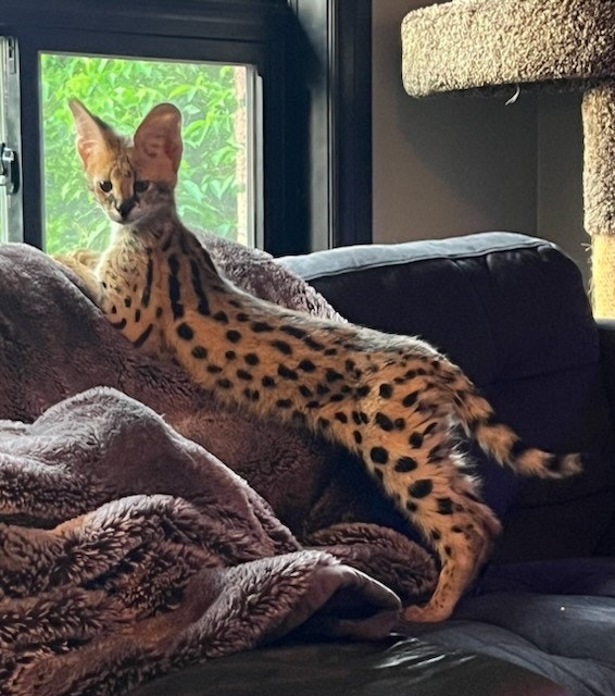 Serval Kitten! Ready To go Home Cats & Kittens for Rehoming Ottawa Kijiji